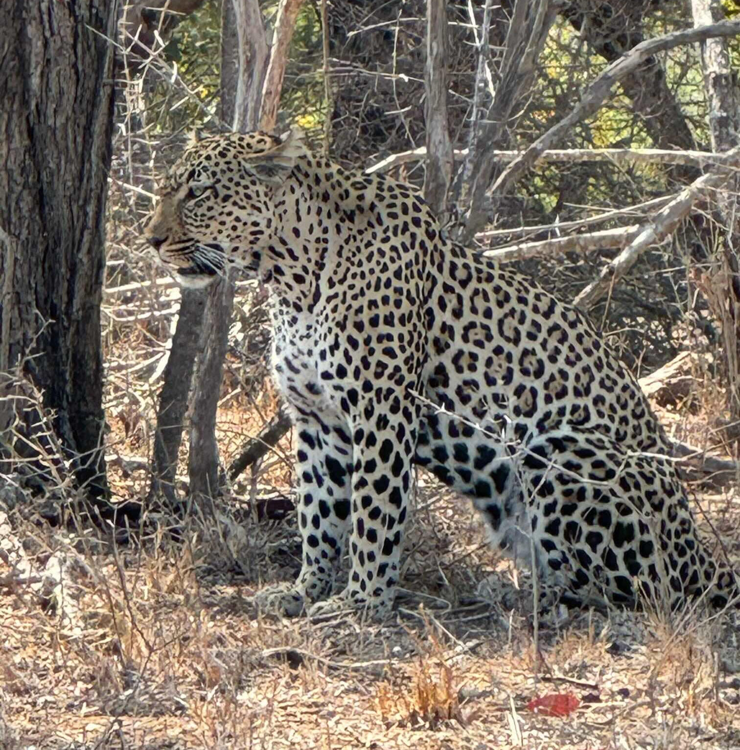 Nelspruit 2